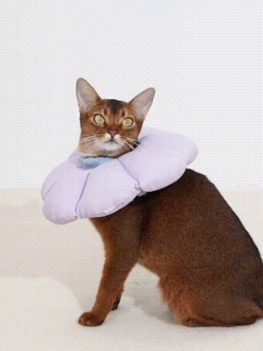 🐕🦺🐈 Hidream Flower Cat or Dog Collar Recovery Side S